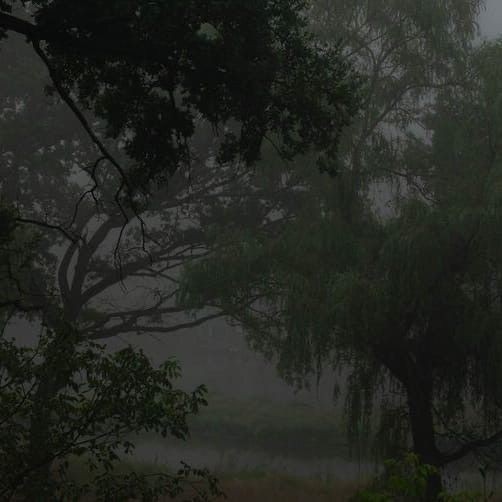 gloomy forest.