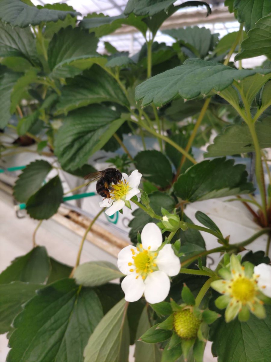 MisuTomatoFarm's tweet photo. おはようございます🍓

今朝の蜂さん🐝
やよいひめも花が咲き始めました🍓

本日も直売所にていちご販売しております🍓
京成西船近くの自動販売機でもいちごの販売しております❤️ぜひお立ち寄りください。

#三須トマト農園
#いちご #トマト
#直売所
#自動販売機  
#イチゴの花 https://t.co/Uv1gxuGrPP