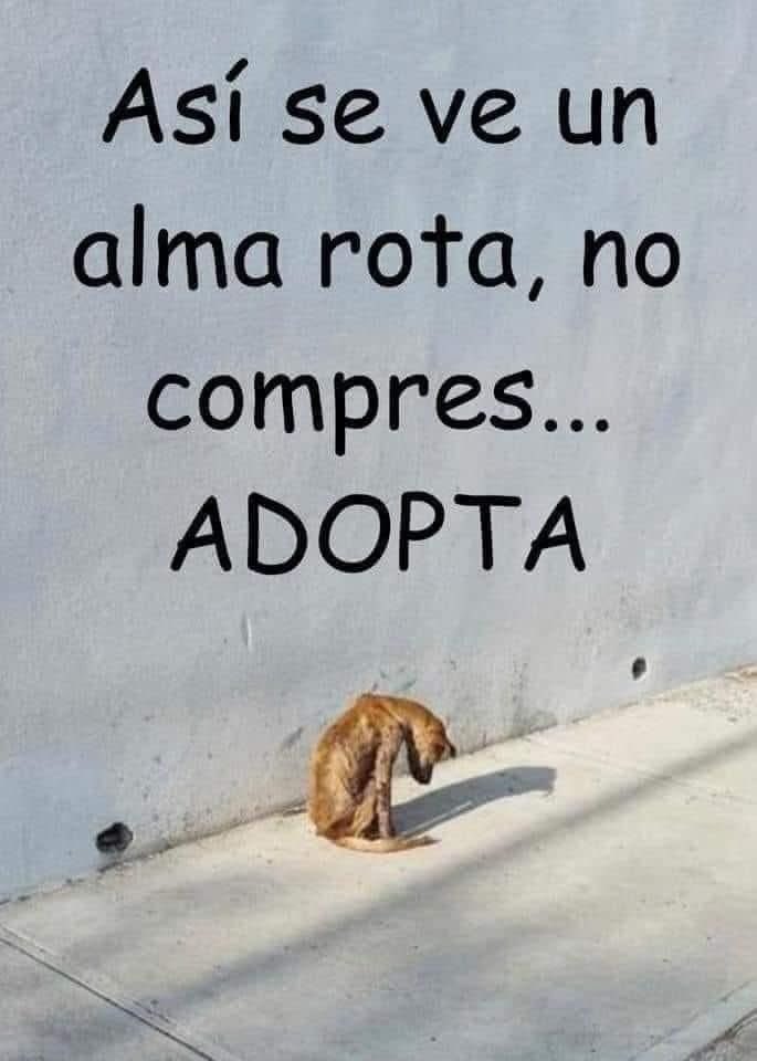 mayumiguillen's tweet photo. Adopta ♥️🙏🏼🐶🙏🏼♥️ https://t.co/NhL5TEM36M