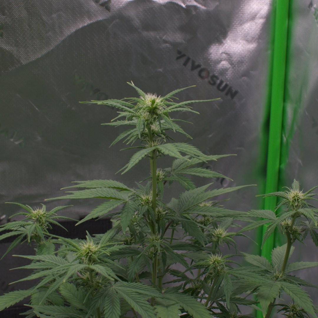 HomegrowMN tweet picture