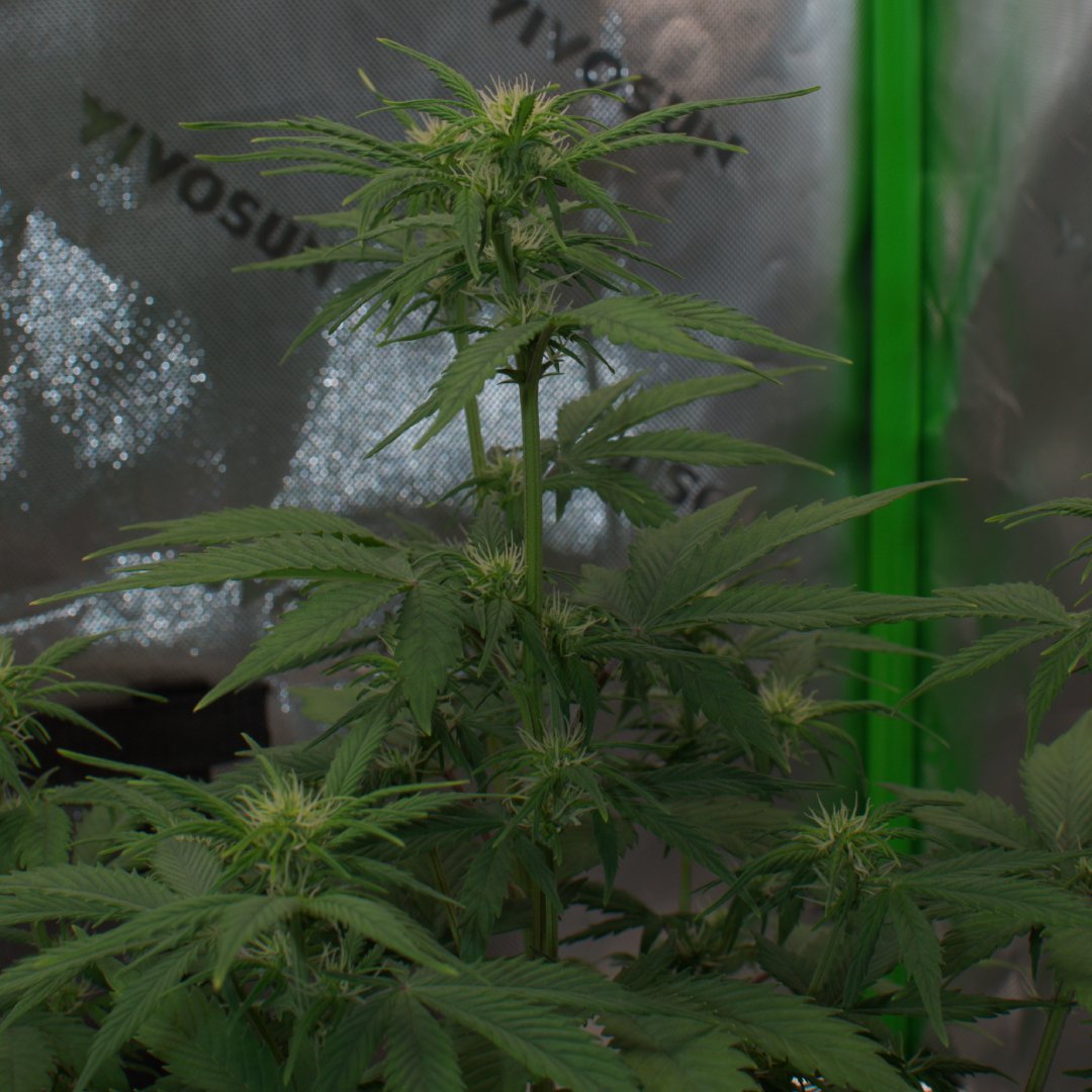 HomegrowMN tweet picture