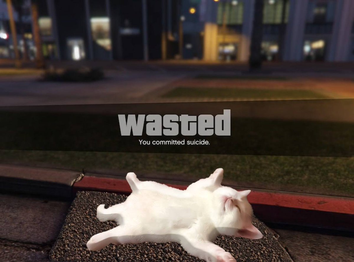 $DED CAT tweet media