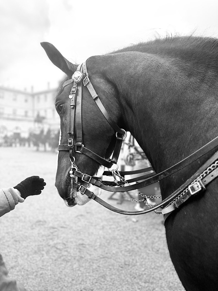 Royaleimp's tweet photo. @CityHorses Taken last Monday, beautiful horses and grey was bred in Galway. https://t.co/a9EyQE5p2H