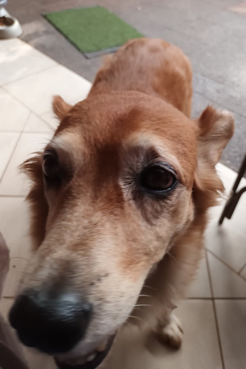 Miravalpy's tweet photo. Que vuelva junto a su familia!!🙏🙏🙏  , Luque, zona 3er y 4to Barrio. Contacto: 0981225125 / 0971 199999 
@mascotitaspy @patitaperdidas @mascotitaspy @Ayudandopeludos @MarcoHuellasPy https://t.co/zZ3rDWoPc4