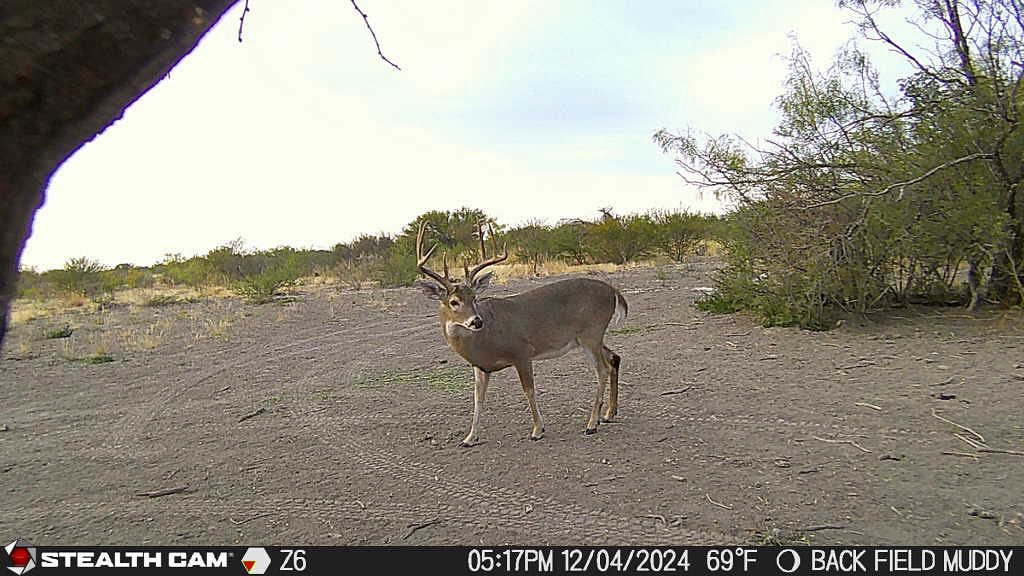 This is one we’d like to see in range #deerhunting #stealthcam