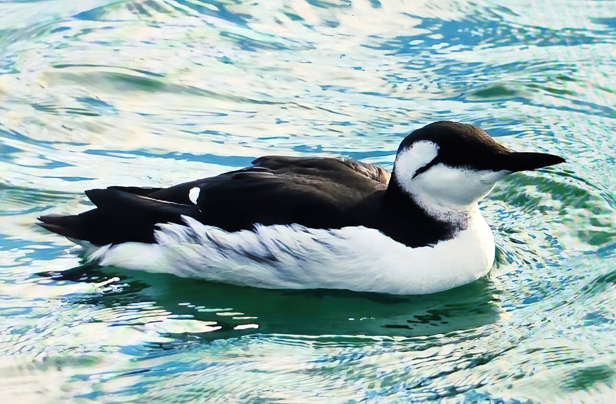 Guillemot, Uria aalge photographed at Capo da Praia Harbour, Terceira by Ruben Coelho - the 1st record for Azores