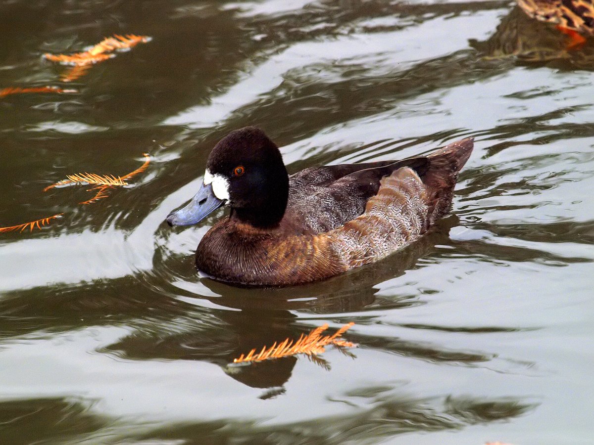 kala61857's tweet photo. So Many Pretty Shades Of Brown
The scaups are back for the winter. This beauty swam by where I was standing.
Female Lesser Scaup (Aythya affinis)
https://t.co/f82ShHicbx
#scaup #winterducks #birding #winter https://t.co/NSvfcL3CIp