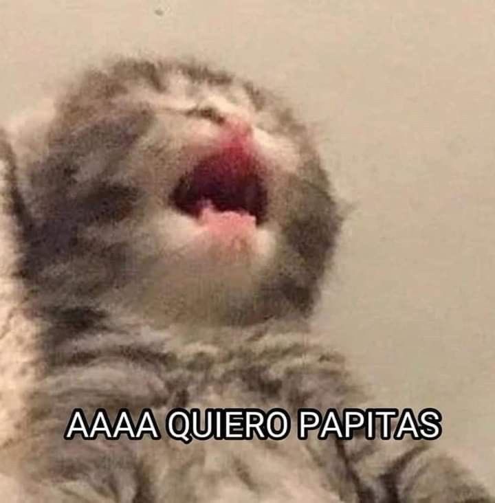 GatitoDepresion's tweet photo. https://t.co/hiHnghUci9
