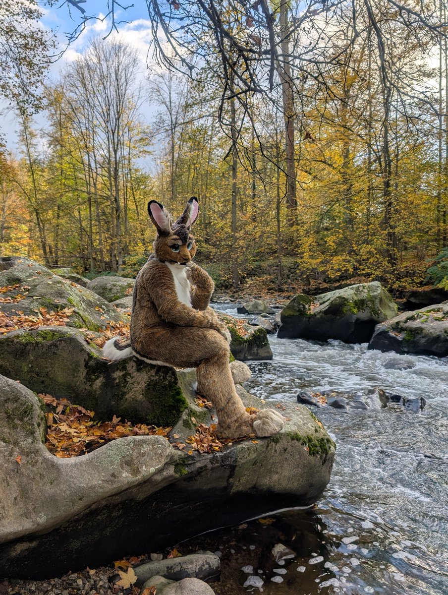 Mryia 📯 (@kaninchenmilch) on Twitter photo Happy #fursuitfriday to all of you!
📸<a href="/Sayo_Flufftiger/">Sayorim</a> Happy #fursuitfriday to all of you!
📸<a href="/Sayo_Flufftiger/">Sayorim</a>