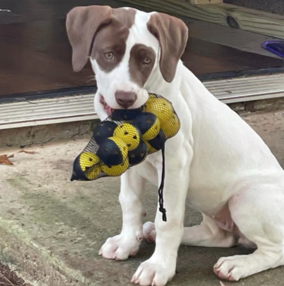 I rarely post these Time as I’m mainly gambling memecoins and following the trend 
But this project sounds different and deserve more visibility. 
Its $ZETA an innocent family dog wounded by police in front of his family.
If you ever had supported $PNUT or $FRED have a look there