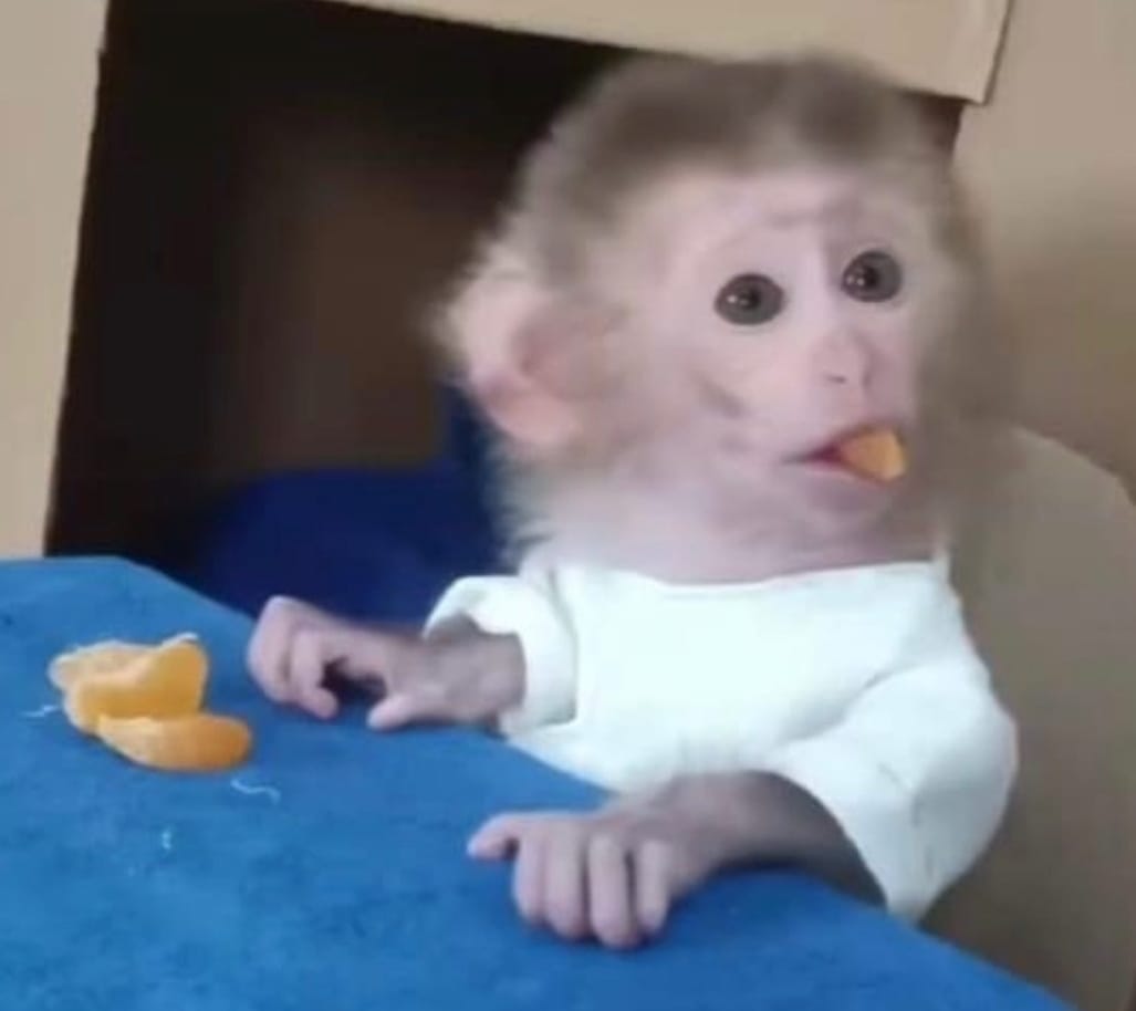 En vivo! Hoy probamos el Marvel Rivals en stream jeje, vengan a compartir a twitch con los monitos 🐒

twitch.tv/Charlesg0_