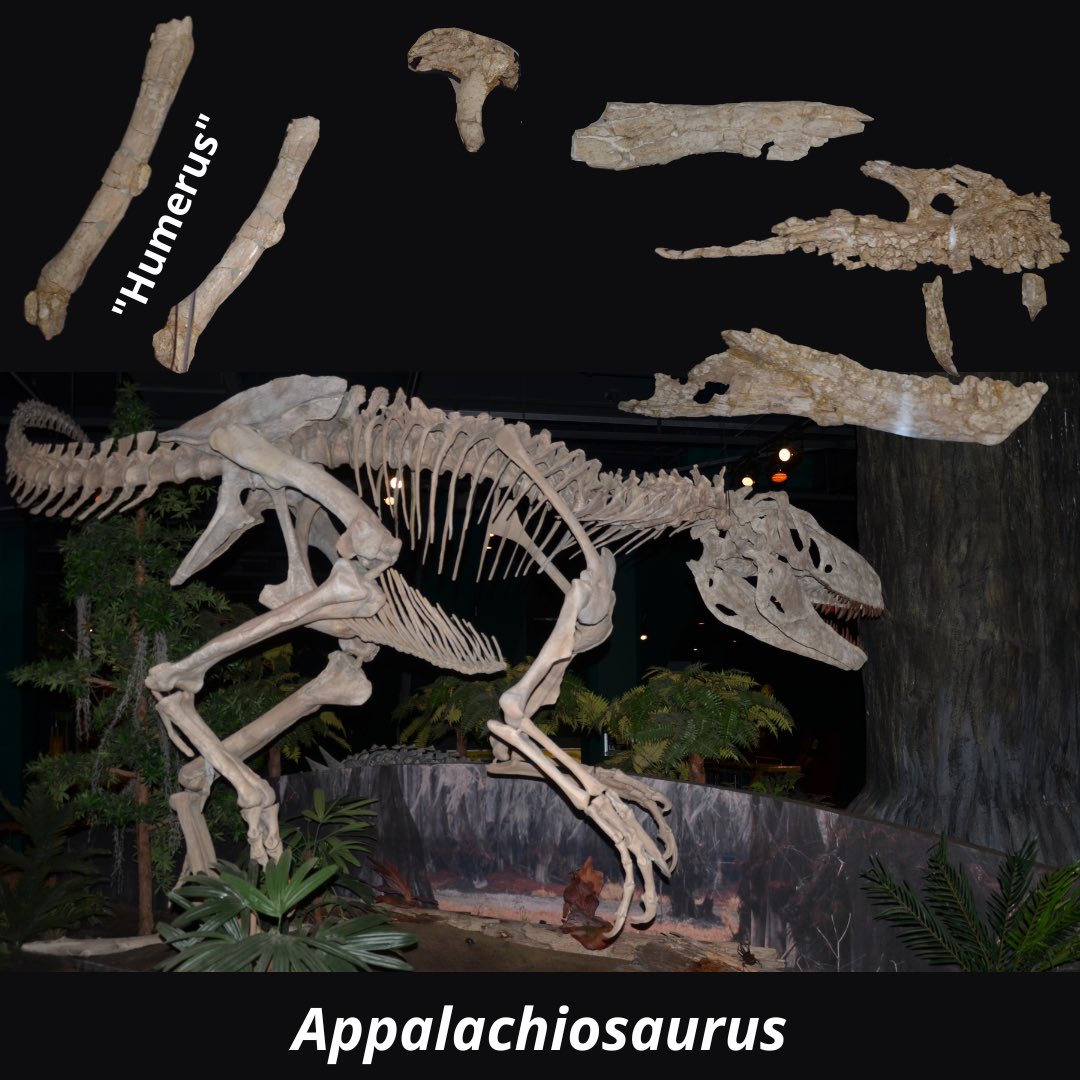 Fossilcrates's tweet photo. A long-armed #Appalachiosaurus pic from my great friend Ray Wilhite ended up consuming many non-sauropod hours as I dug into the how and why they came about.
My journey resulted in many surprises that I captured in a rambling blog here:
https://t.co/28k6Tdb5Y7
#FossilCrates https://t.co/w8NViTA4Q5