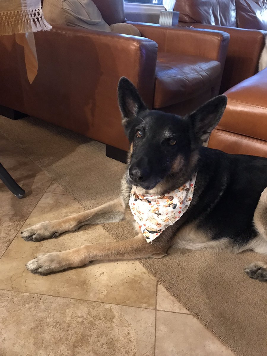1_800_Hongbin's tweet photo. dog update: bye tobbi i’ll miss you https://t.co/QYNURyflIS