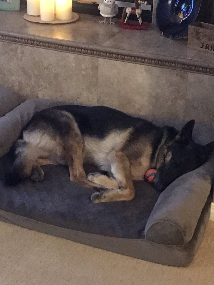 1_800_Hongbin's tweet photo. dog update: bye tobbi i’ll miss you https://t.co/QYNURyflIS