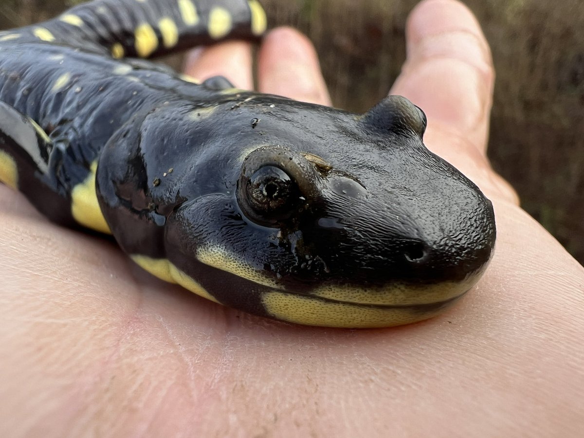 Aidan O’Brien tweet media