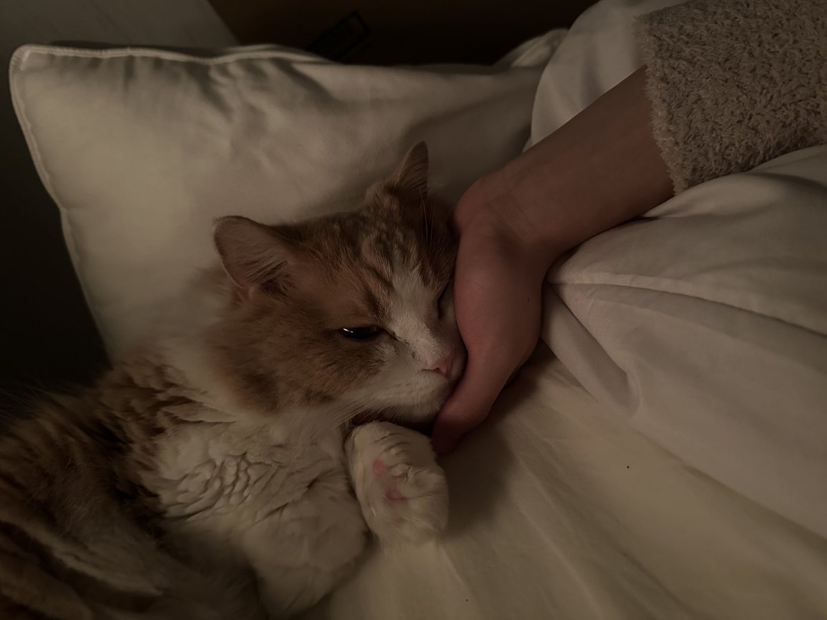 itsuki__rmpg's tweet photo. おはよう🐱 https://t.co/MX9Ayheqoe