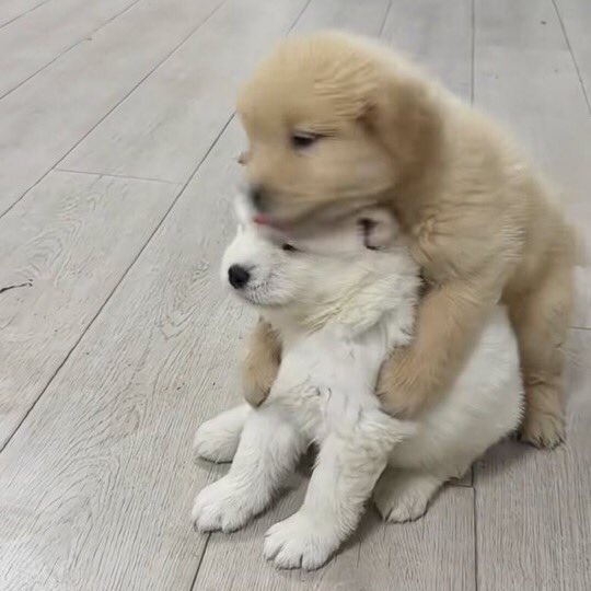ĐOGS 🐾🦴 tweet media