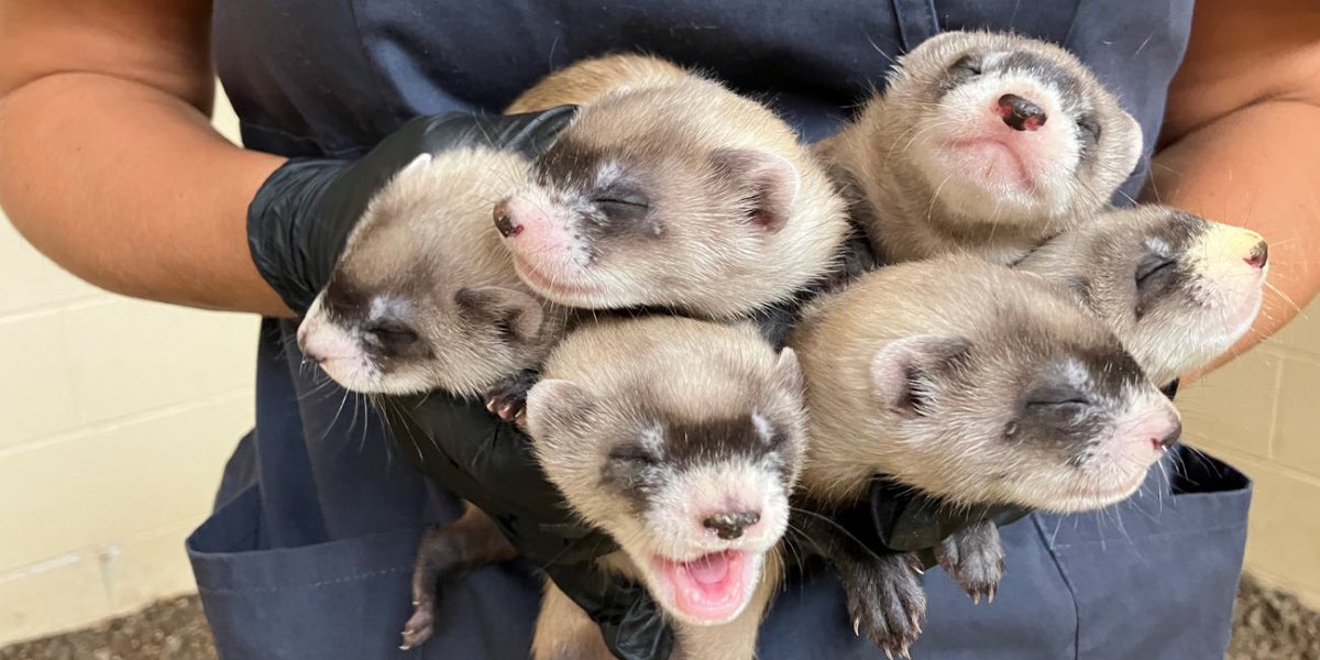 julia_stucky_'s tweet photo. @okimstillhungry Plus the Smithsonian posts pictures like these of six of their kits getting ready for their conditioning program so they can be released into the wild! Handful of ferrets 😍 https://t.co/M8logPbzEo