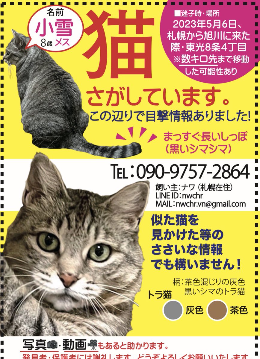【保護して頂いた場合は20万円、小雪に繋がった情報は10万円お礼いたします】

2023年5月6日から北海道旭川市東光8条で迷子になった小雪を探しています。

・グレーベースに黒色のトラ猫（少しだけ茶混じり）
・白い口周り
・まっすぐ伸びたシマシマの尻尾

確証のない情報でもお願いします🥲
#旭川