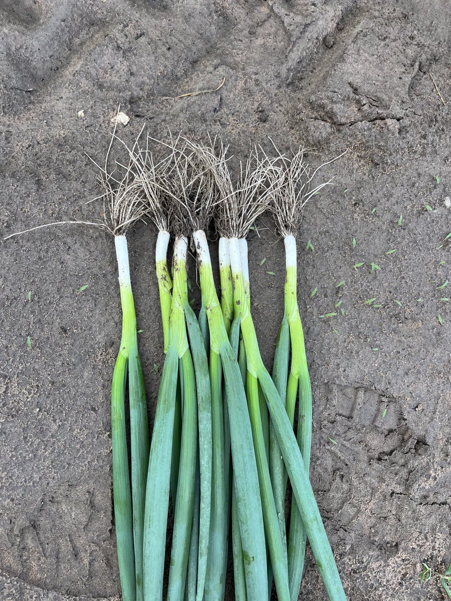 Onions looking ok. Shame that they are not selling