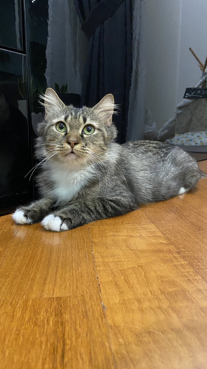 AidaActually's tweet photo. Lana is looking for a suitable forever family. She’s about 3 years old and has been spayed. Please read the criteria in the photo. *KL area* https://t.co/fq32ocN5ez