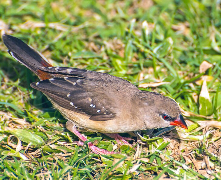 chandanaroy24's tweet photo. The female Red Avadavat, a rare bird, foraging in the neighborhood park. A lucky break on an unlucky day when my injured wrist had to be eventually plastered. #RedAvadavat #RedMunia #IndiAves #BirdsOfUAE #BBCWildlifePOTD #birdwatching #birdphotography #nature https://t.co/HGXihUx8MH