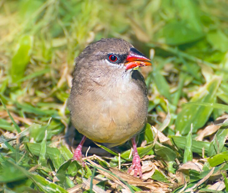 chandanaroy24's tweet photo. The female Red Avadavat, a rare bird, foraging in the neighborhood park. A lucky break on an unlucky day when my injured wrist had to be eventually plastered. #RedAvadavat #RedMunia #IndiAves #BirdsOfUAE #BBCWildlifePOTD #birdwatching #birdphotography #nature https://t.co/HGXihUx8MH