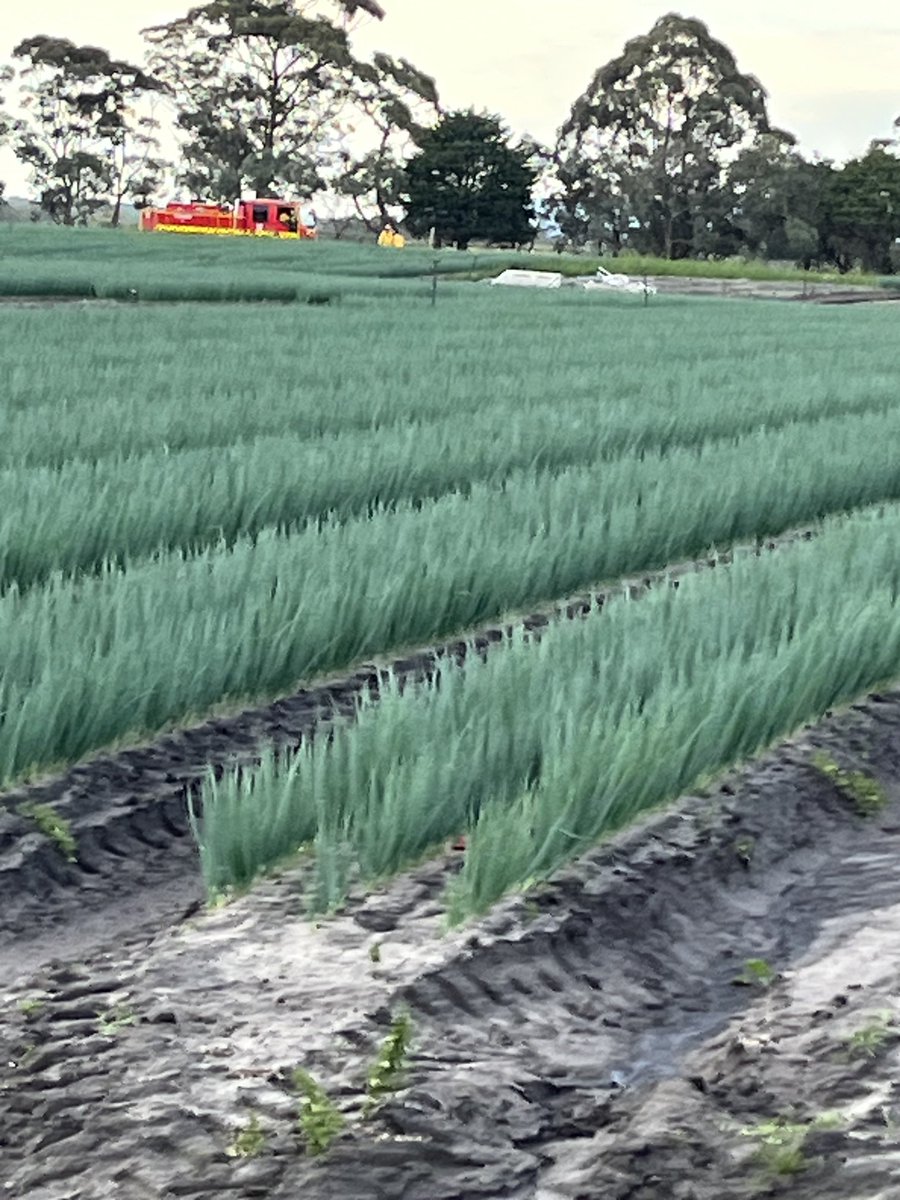 We think a discarded cigarette butt started a small grass fire. Great response from the local CFA. Only lost about 10 small trees.