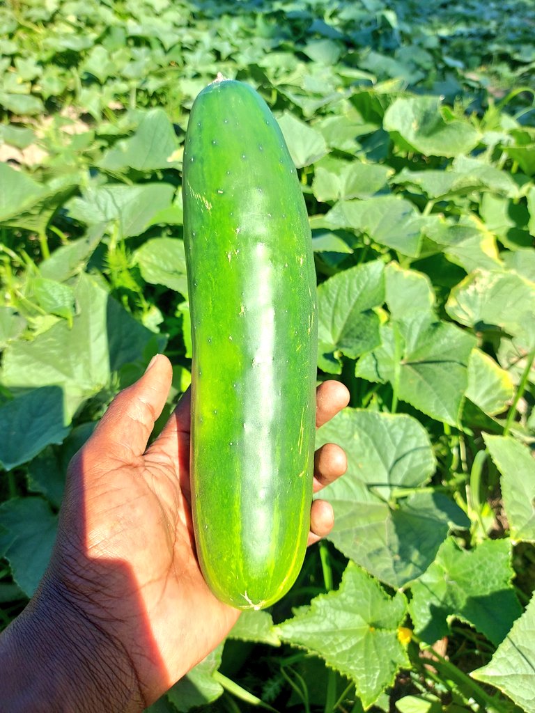 Mudumenwemari..Int'l tweet media