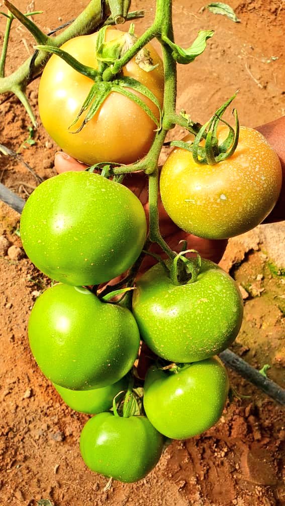 Mudumenwemari..Int'l tweet media