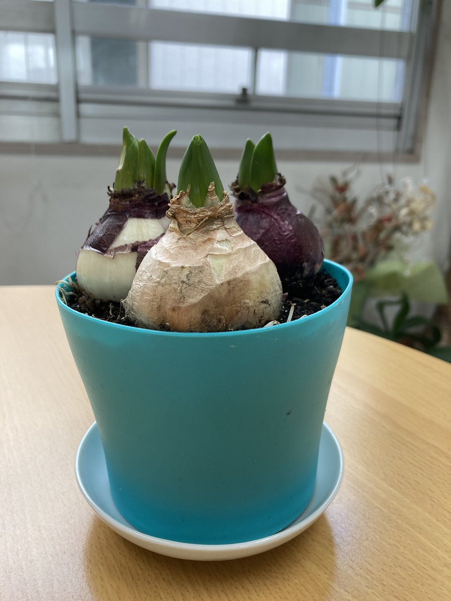 oofuna123's tweet photo. Ｗ様から、鉢植えのヒヤシンスをいただきました。
花が咲くまで成長が楽しみです。 https://t.co/Yym86FyVEv