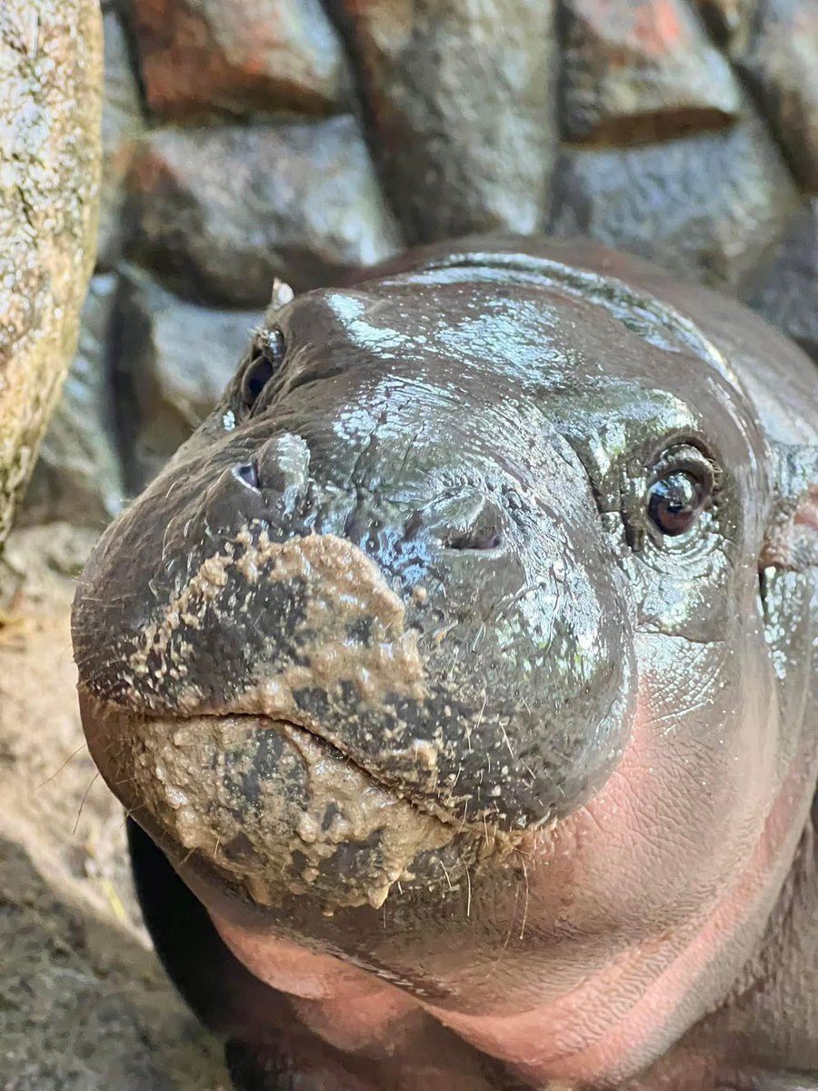 and_khamoo's tweet photo. ใครจะไปเกรี้ยวกราดทุกวัน ต้องมีมุมอ่อนโยนกันบ้าง

#hippo #PygmyHippo #ขาหมูแอนด์เดอะแก๊ง #หมูเด้งจะเด้งกี่โมง #Moodeng #พี่ขาหมู #สวนสัตว์แปลกเขาเขียว https://t.co/eYjMf98ptQ