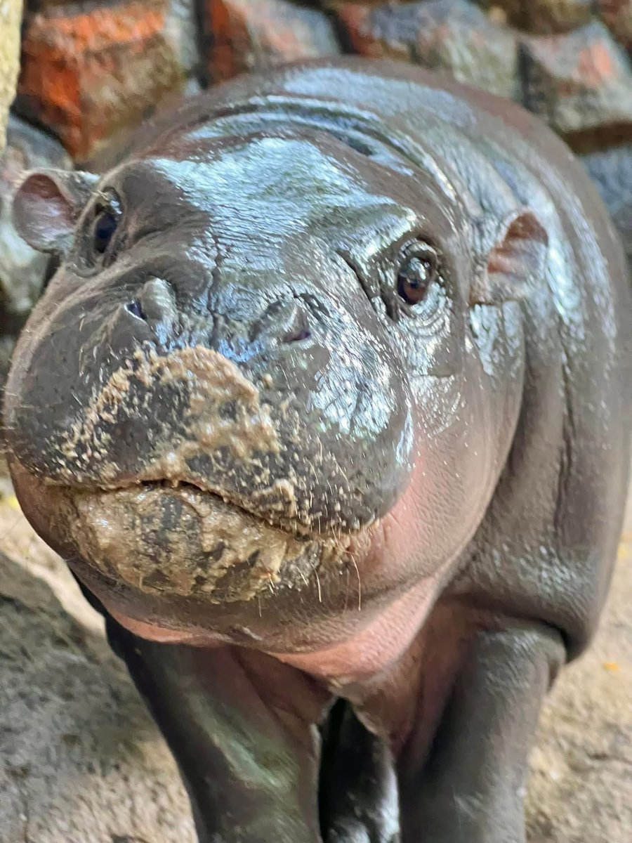 and_khamoo's tweet photo. ใครจะไปเกรี้ยวกราดทุกวัน ต้องมีมุมอ่อนโยนกันบ้าง

#hippo #PygmyHippo #ขาหมูแอนด์เดอะแก๊ง #หมูเด้งจะเด้งกี่โมง #Moodeng #พี่ขาหมู #สวนสัตว์แปลกเขาเขียว https://t.co/eYjMf98ptQ