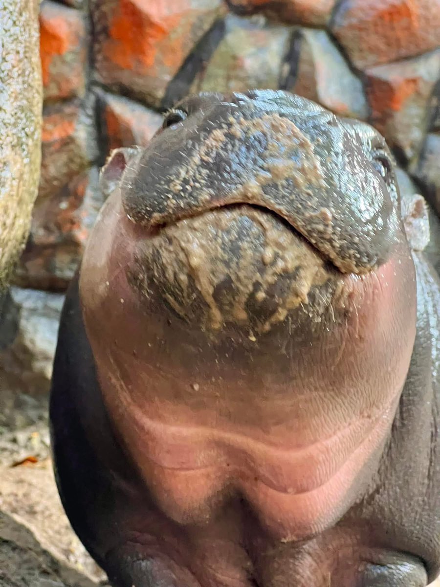and_khamoo's tweet photo. ใครจะไปเกรี้ยวกราดทุกวัน ต้องมีมุมอ่อนโยนกันบ้าง

#hippo #PygmyHippo #ขาหมูแอนด์เดอะแก๊ง #หมูเด้งจะเด้งกี่โมง #Moodeng #พี่ขาหมู #สวนสัตว์แปลกเขาเขียว https://t.co/eYjMf98ptQ