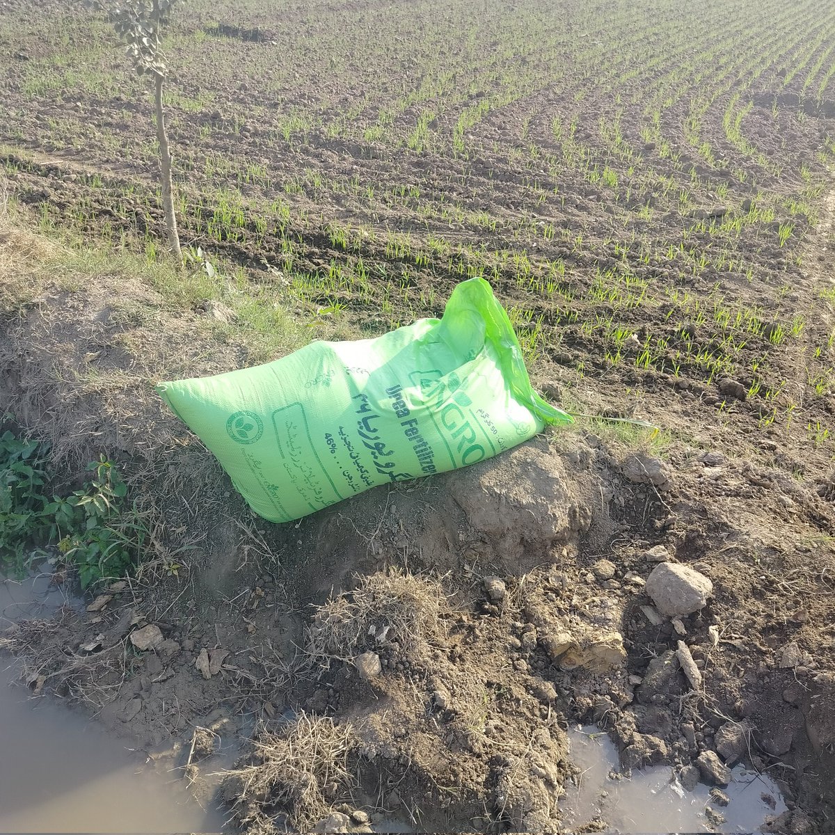 realbysoul's tweet image. گندم کو پہلا پانی لگا رہے ایک بوری اینگرو یوریا فی ایکڑ ڈال رہے 
بس یہی بتانا تھا 
تھینک یو ویری مچ