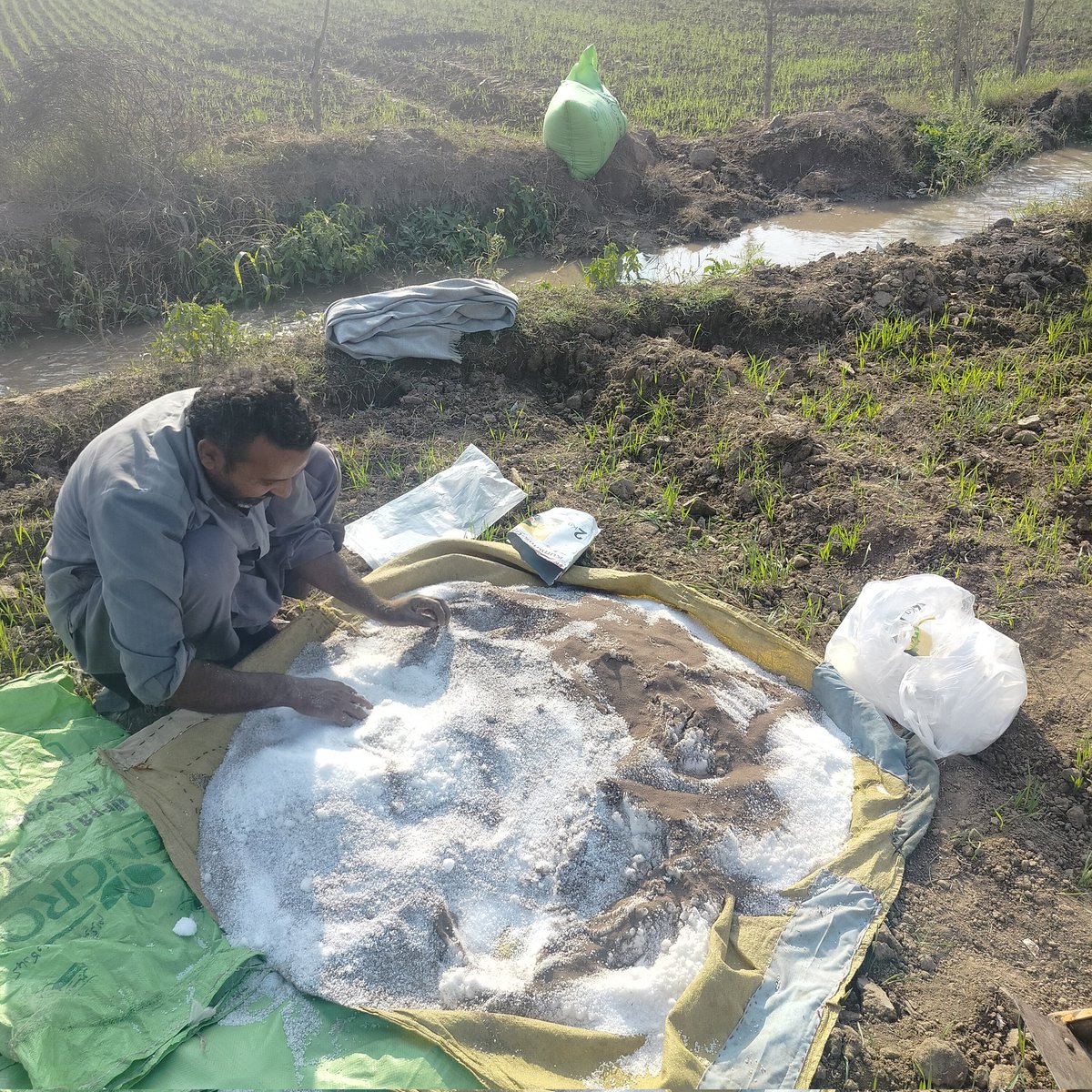 realbysoul's tweet image. گندم کو پہلا پانی لگا رہے ایک بوری اینگرو یوریا فی ایکڑ ڈال رہے 
بس یہی بتانا تھا 
تھینک یو ویری مچ