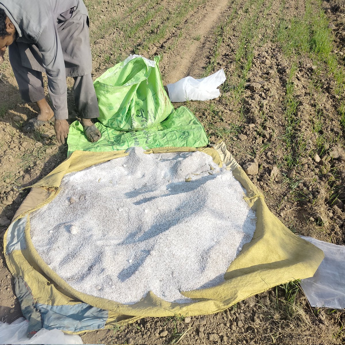 realbysoul's tweet image. گندم کو پہلا پانی لگا رہے ایک بوری اینگرو یوریا فی ایکڑ ڈال رہے 
بس یہی بتانا تھا 
تھینک یو ویری مچ