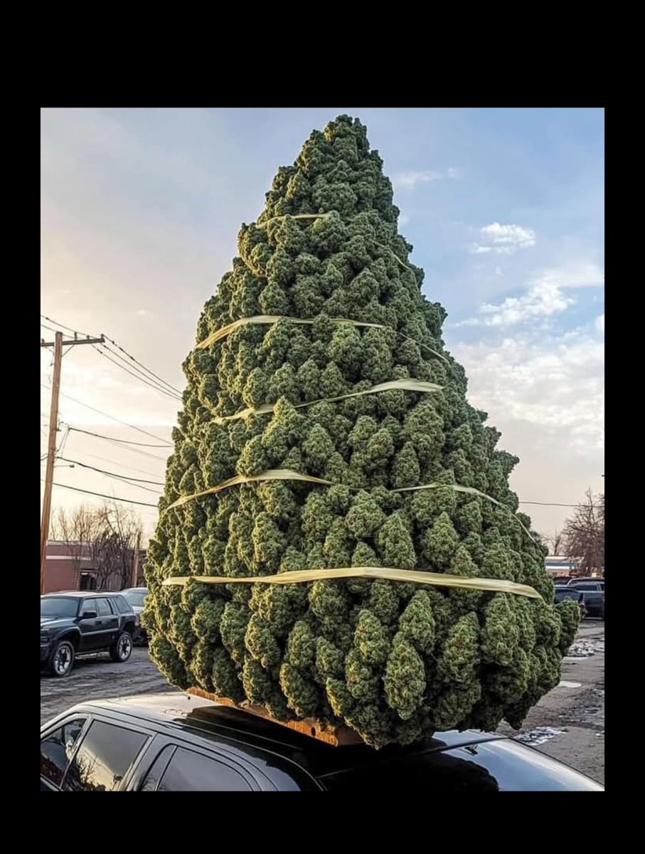 This the Christmas tree I’m putting up