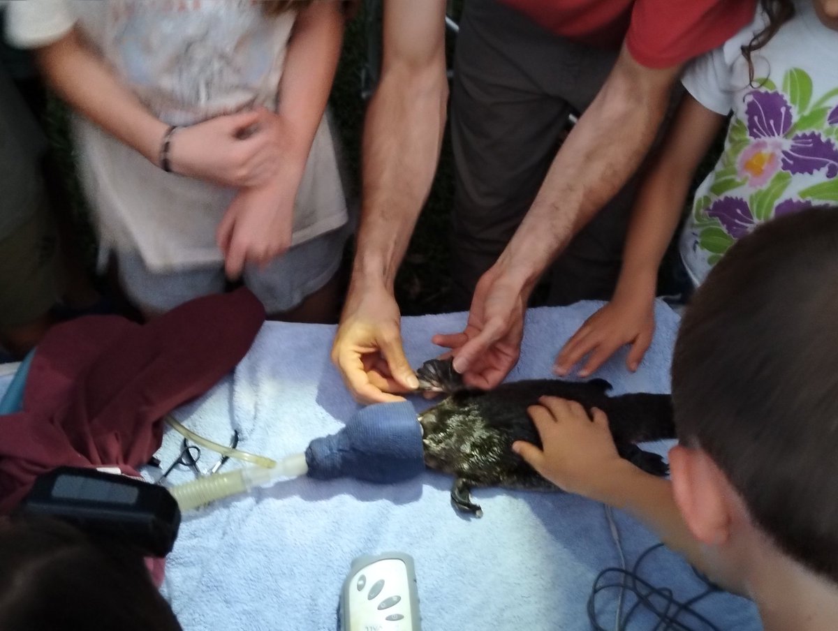 Andrew SMEE tweet media