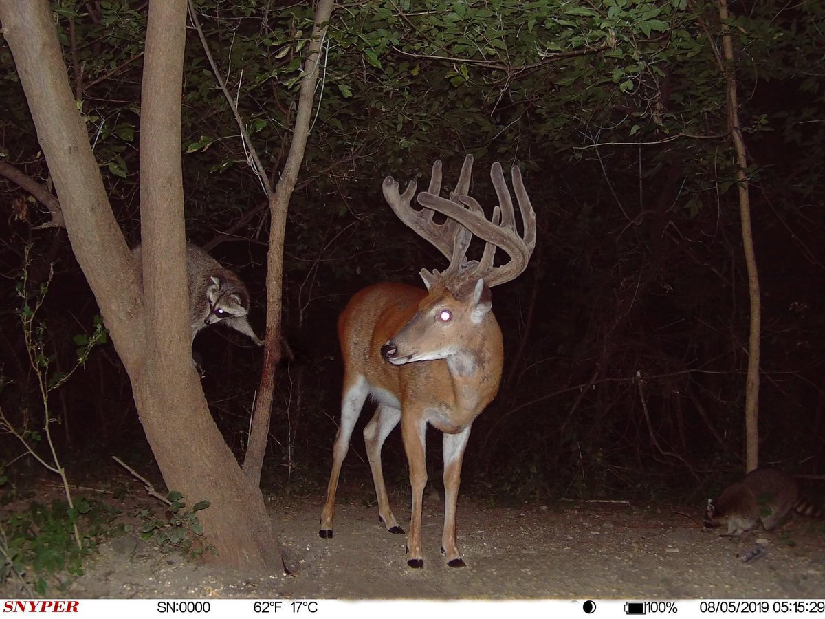 Trail_Cams's tweet photo. https://t.co/RvLC11yLMH