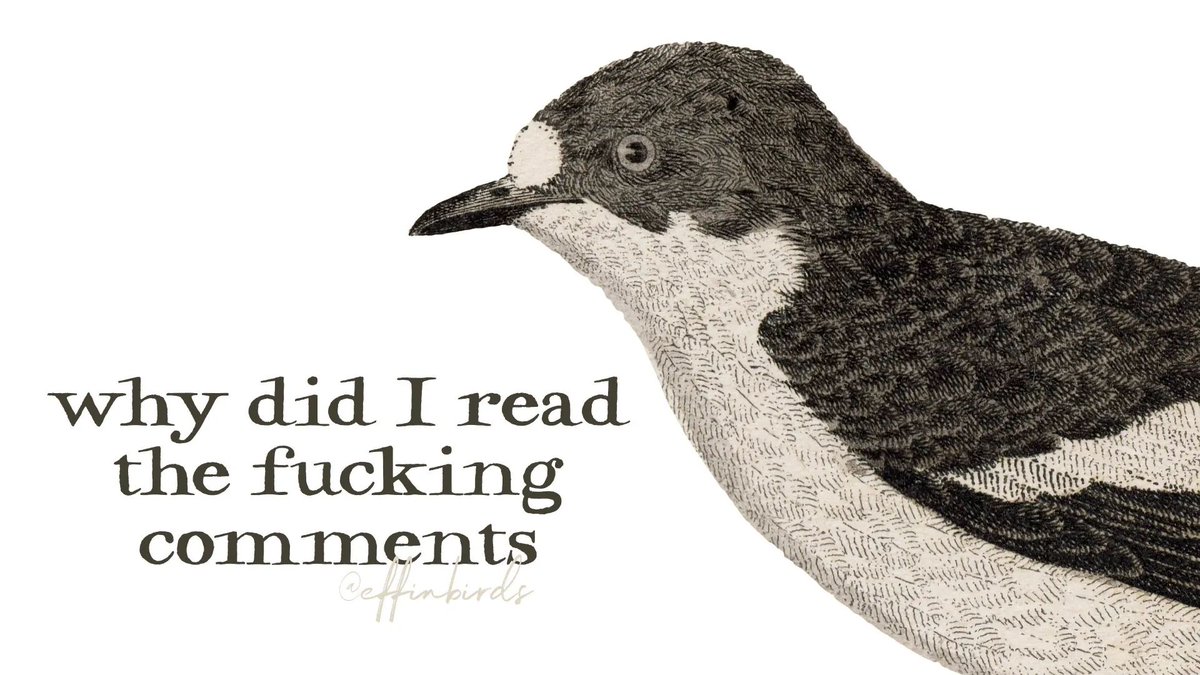 Effin' Birds (@effinbirds) on Twitter photo 