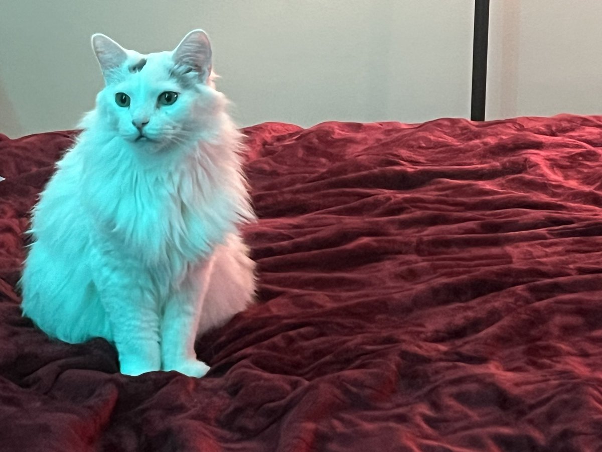 A Cat Named Bitches tweet media