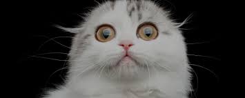 CATNIP TOKEN tweet media