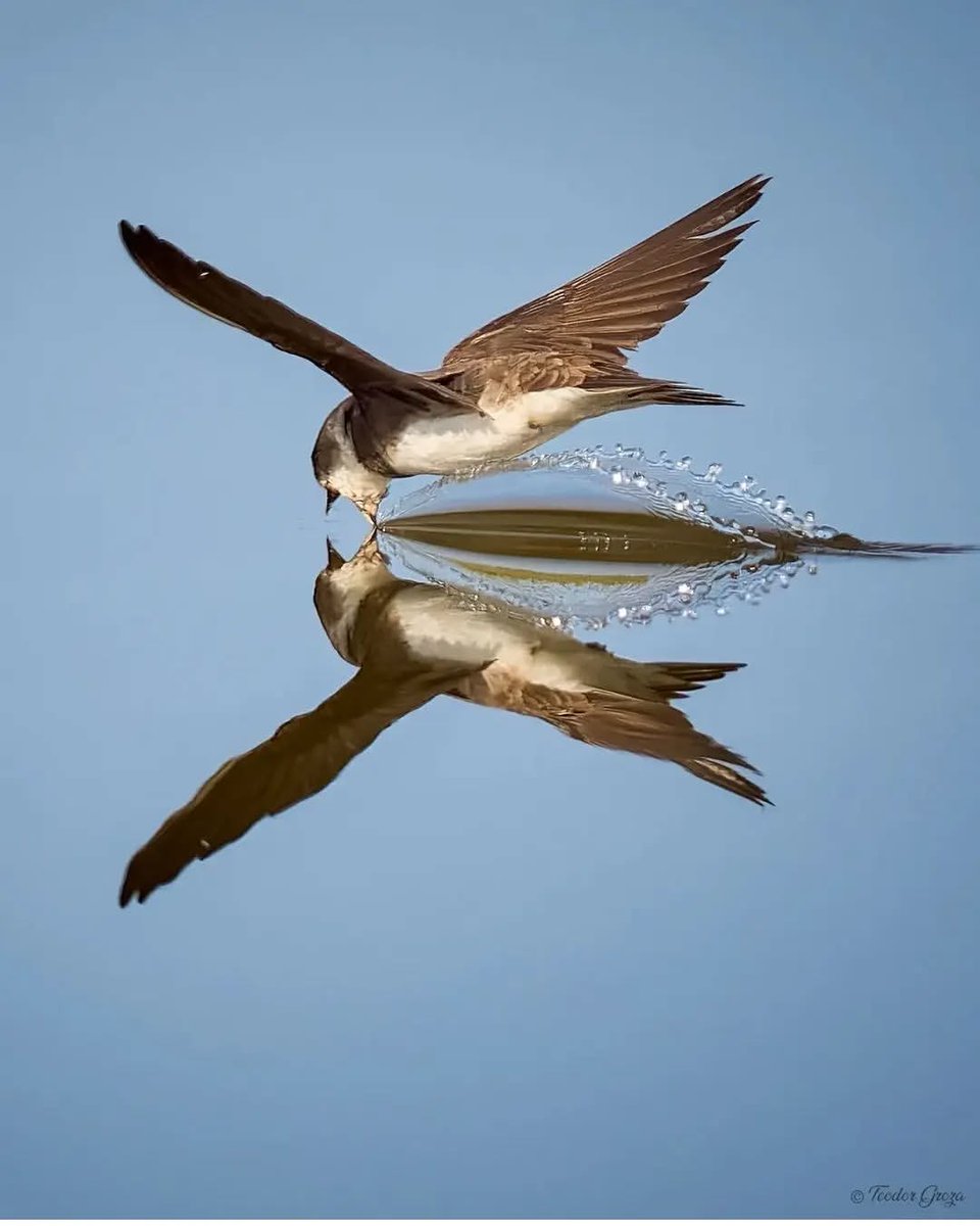 Sand Martin🎄
#BirdsOfTwitter
