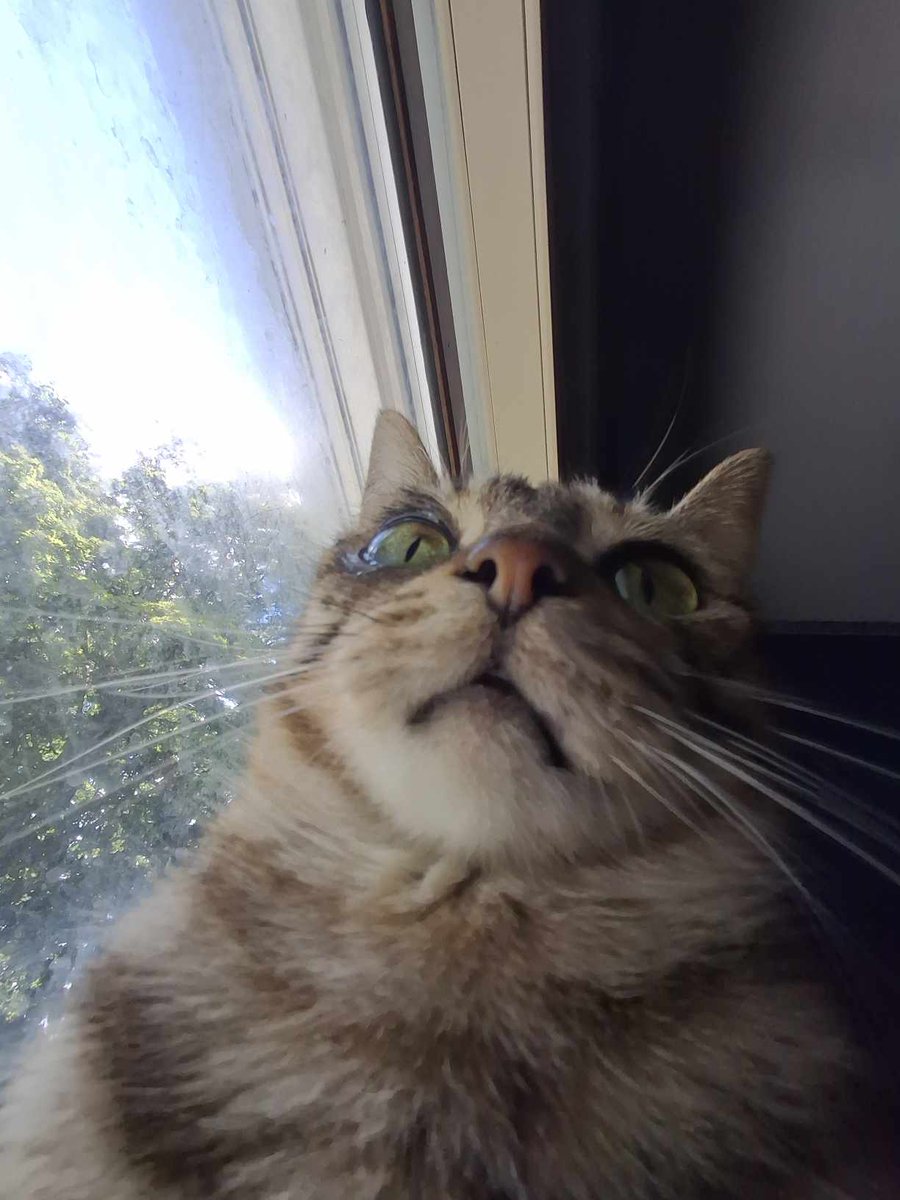 InfernalGengar's tweet photo. @ItsBlarg Cats indeed https://t.co/ngULX75z4A