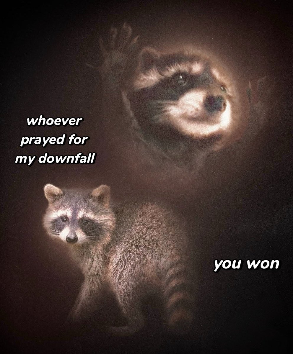 raccoonesthetic's tweet photo. https://t.co/RUWcNulWRz