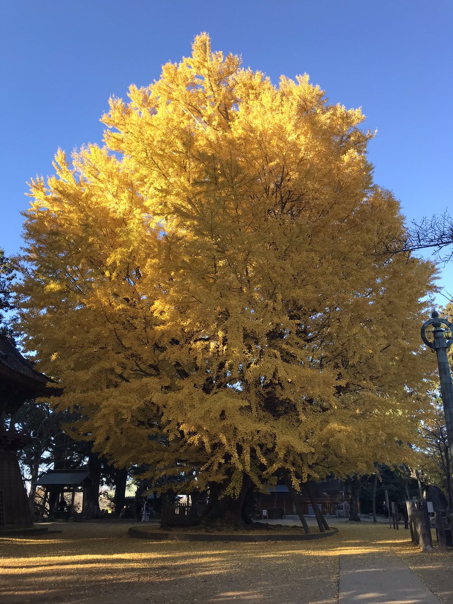 Frontier135's tweet photo. #行方市
#西蓮寺
#大イチョウ https://t.co/w0rVh24Hos