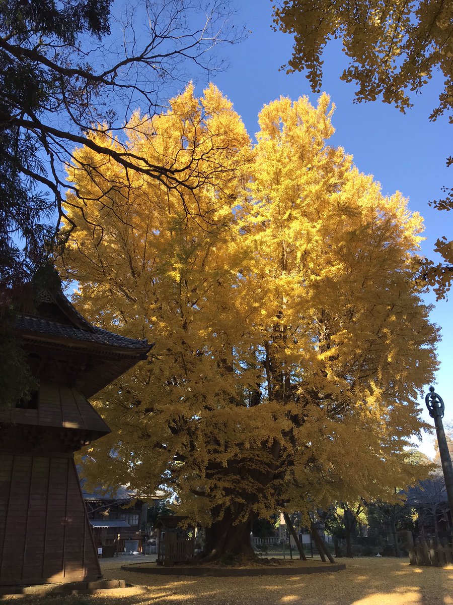 Frontier135's tweet photo. #行方市
#西蓮寺
#大イチョウ https://t.co/w0rVh24Hos