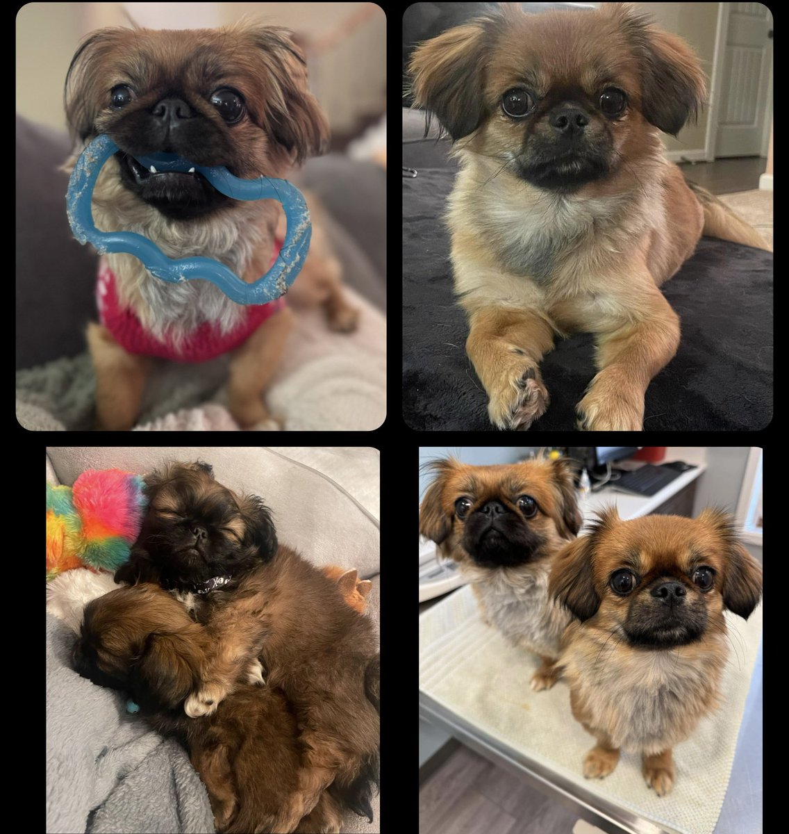Cody_Perez's tweet photo. And the award for absolute cutest dogs in the world goes to …. TAZZ and LORENZO!!!! ❤️❤️❤️
#Peekapoo #Puppies https://t.co/a7yP4A1ZLH