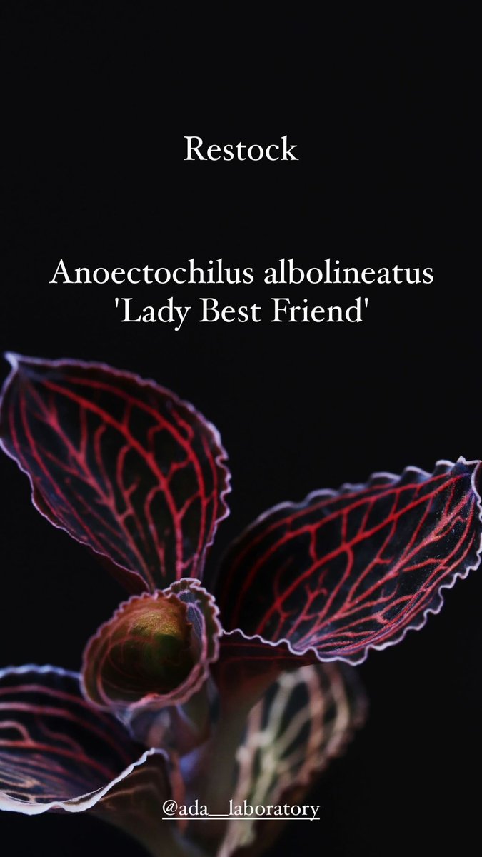 その他観葉植物 Anoectochilus 'Lady's Best Friend' jewel orchid Anoectochilus 'Ladies Best Friend' at best price